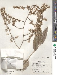 Toona sinensis image