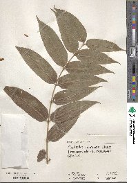 Toona sinensis image