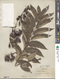 Toona sinensis image