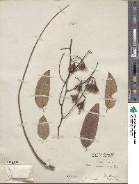 Toona sinensis image