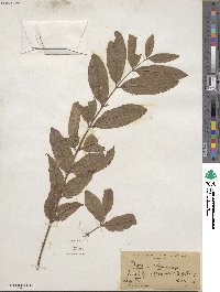 Toona sinensis image