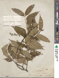 Toona sinensis image