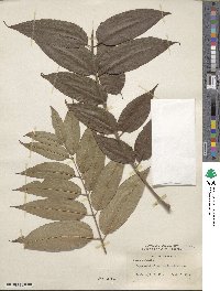 Toona sinensis image