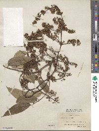 Toona sinensis image