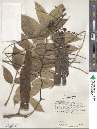 Toona sinensis image