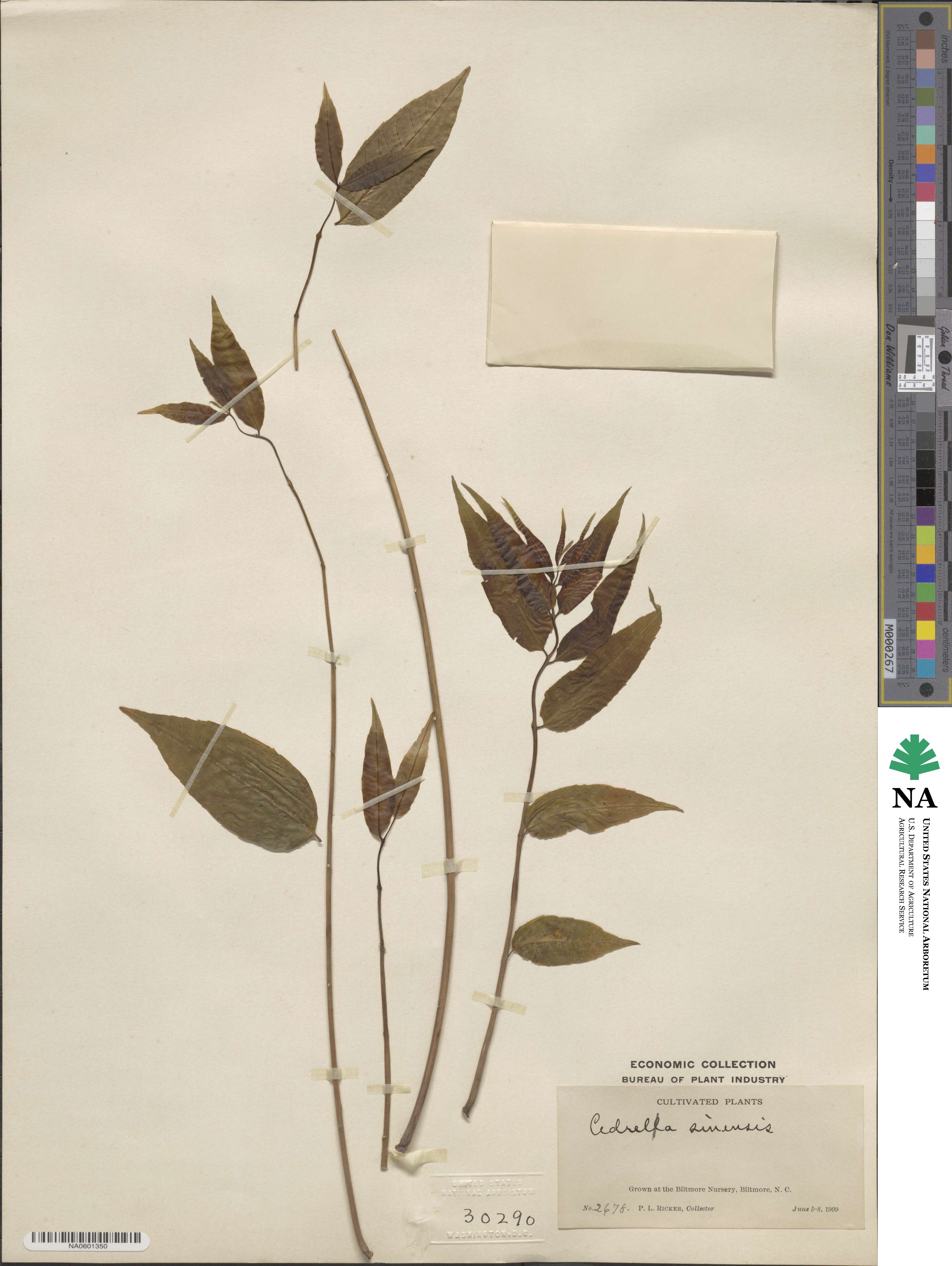 Toona sinensis image