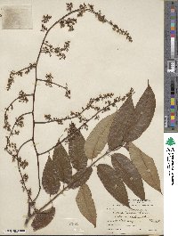 Toona sinensis image