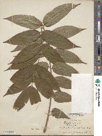 Toona sinensis image