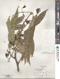 Toona sinensis image