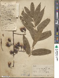 Toona sinensis image