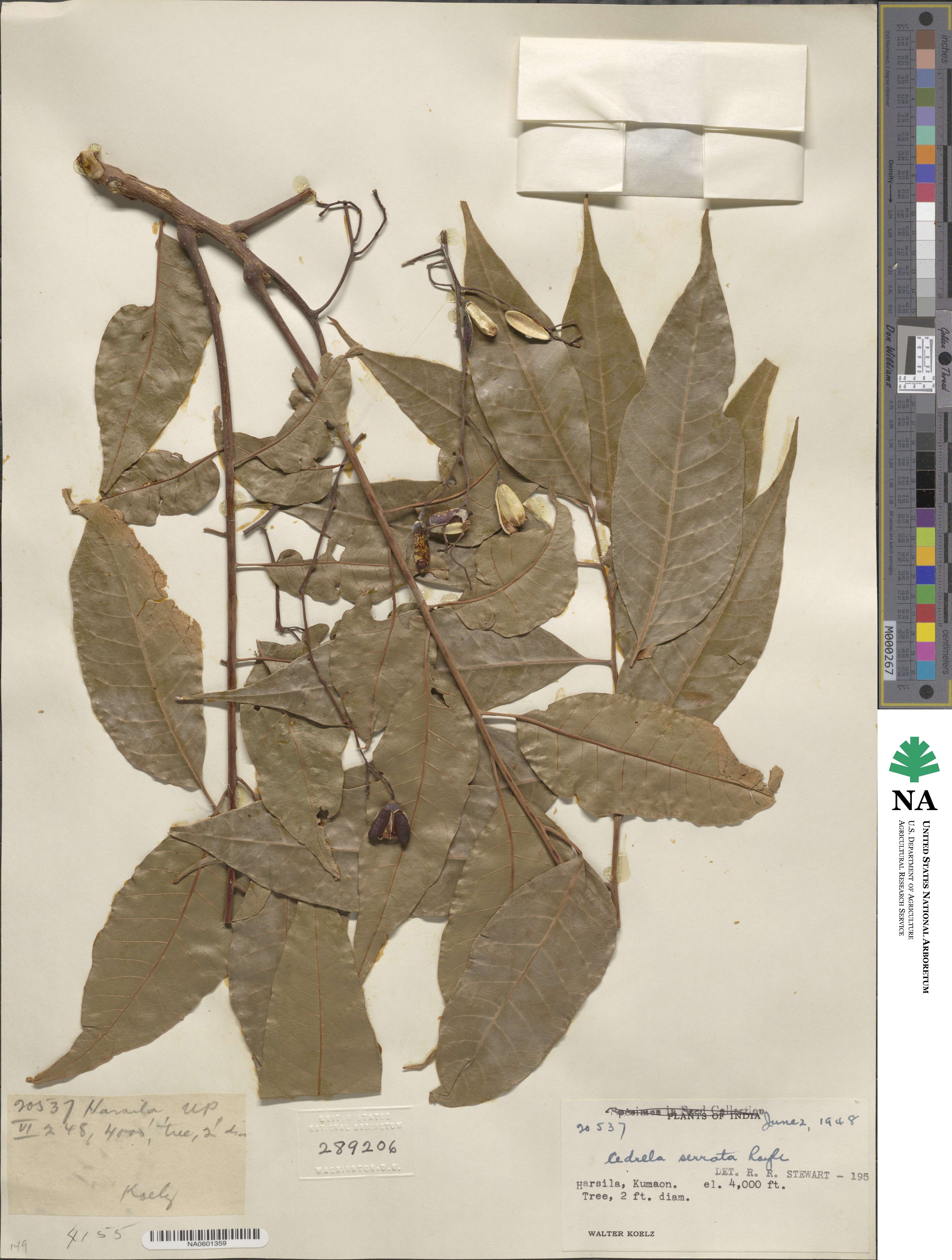 Toona sinensis image