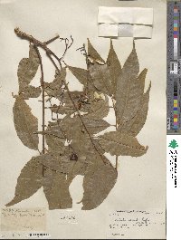 Toona sinensis image