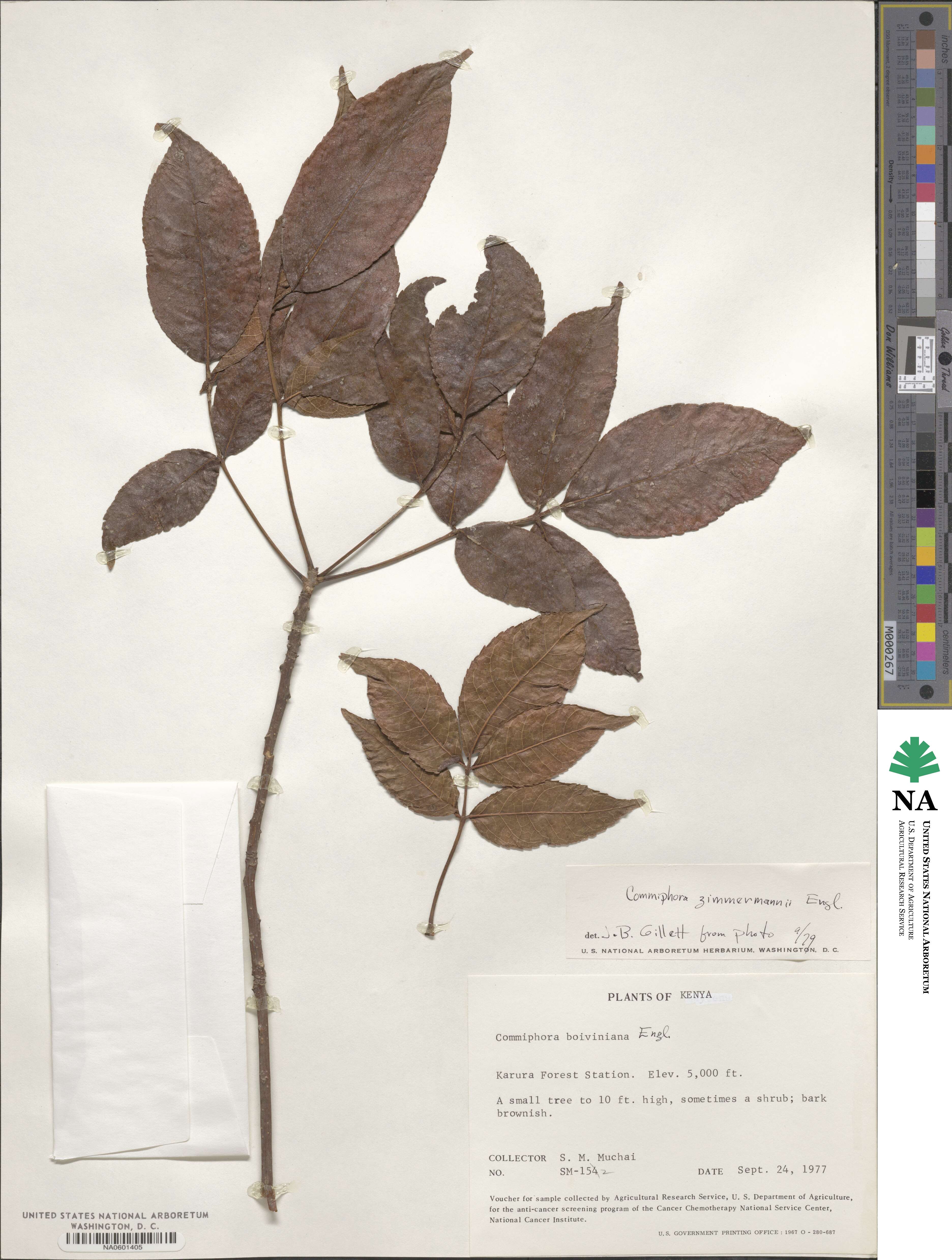 Commiphora eminii image