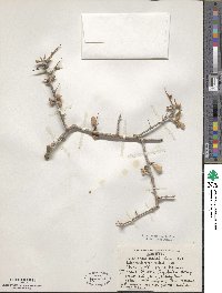 Image of Commiphora wightii