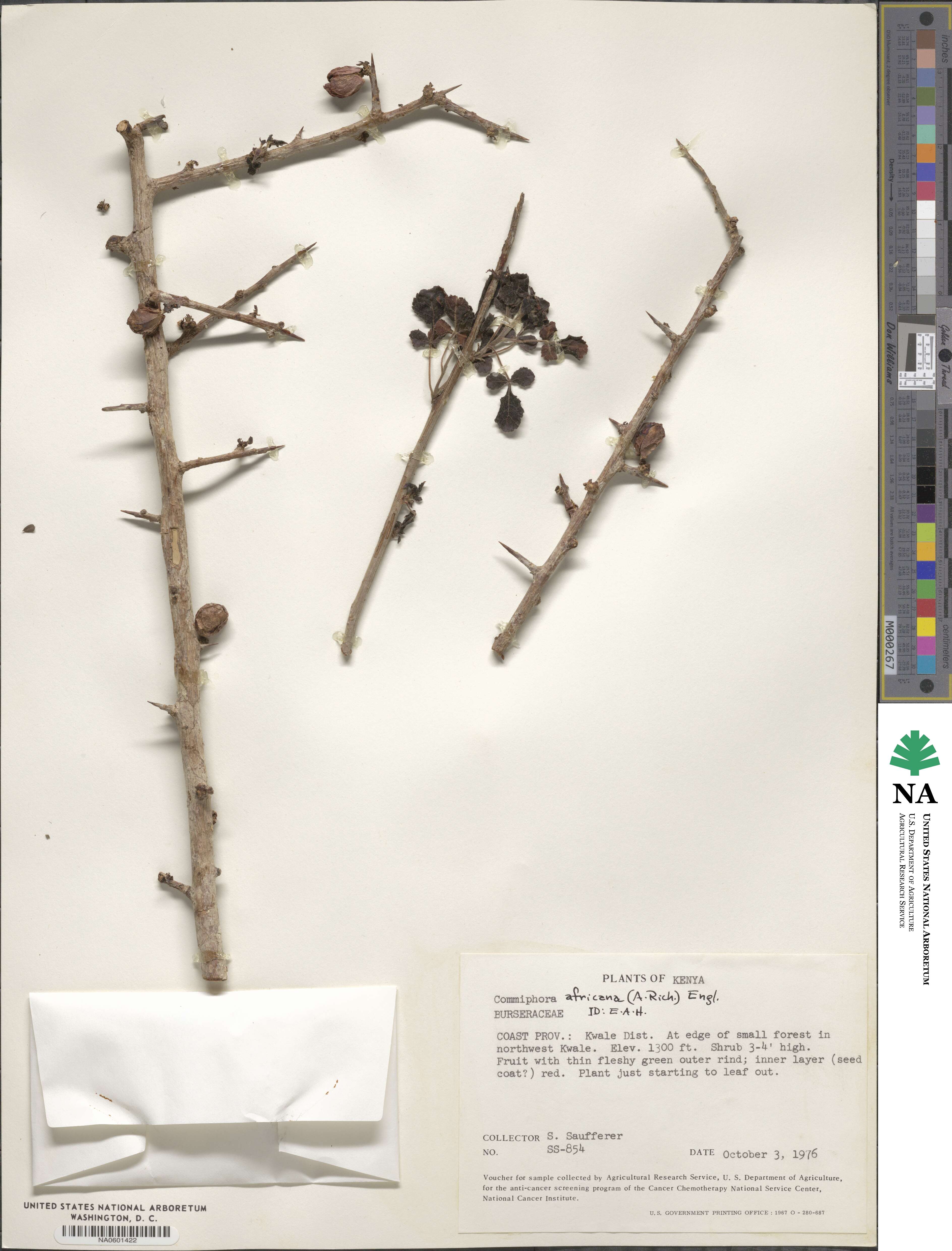 Commiphora africana image