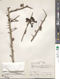 Commiphora africana image