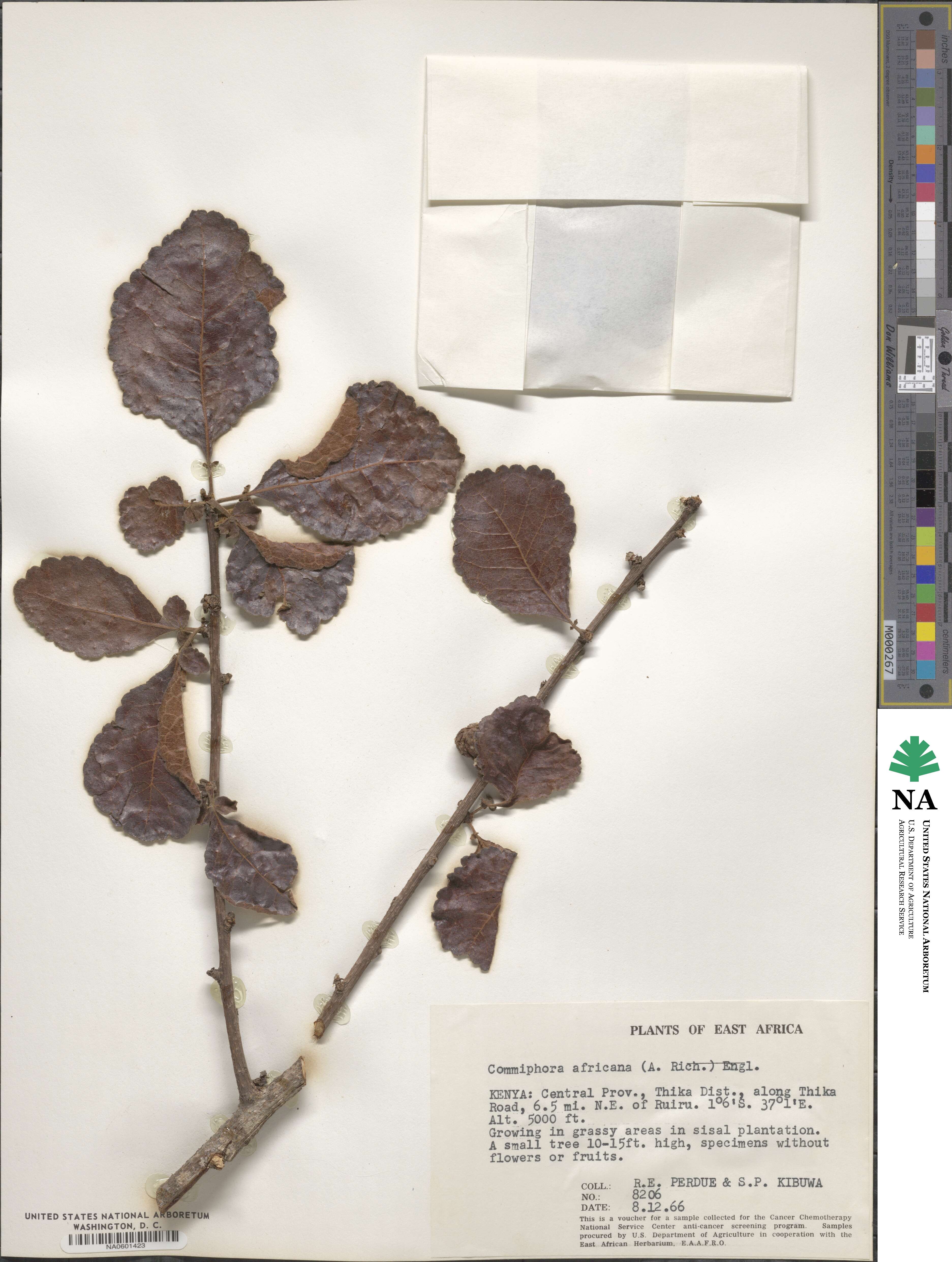 Commiphora africana image