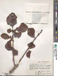 Commiphora africana image