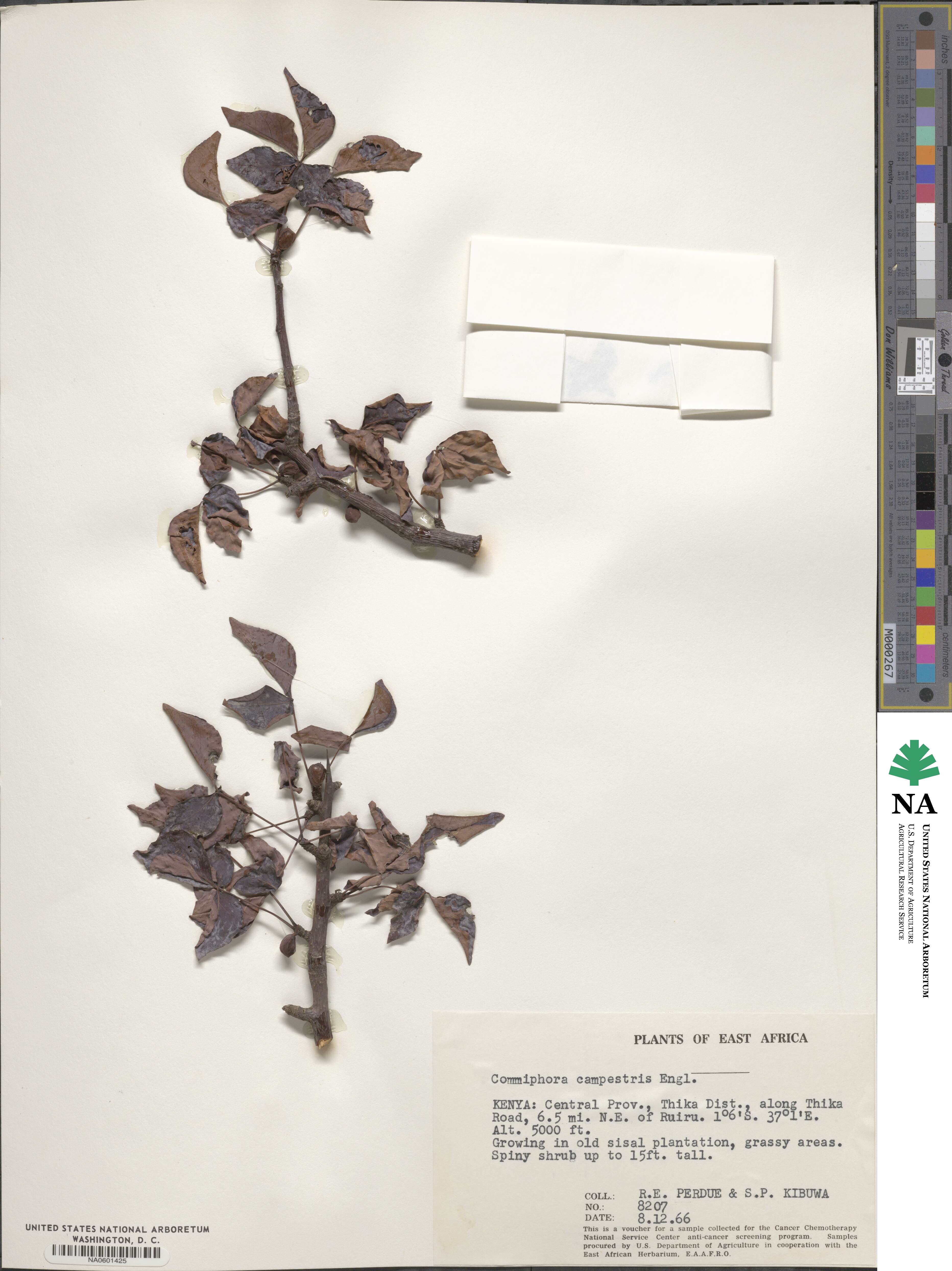 Commiphora campestris image