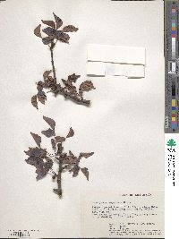 Image of Commiphora campestris