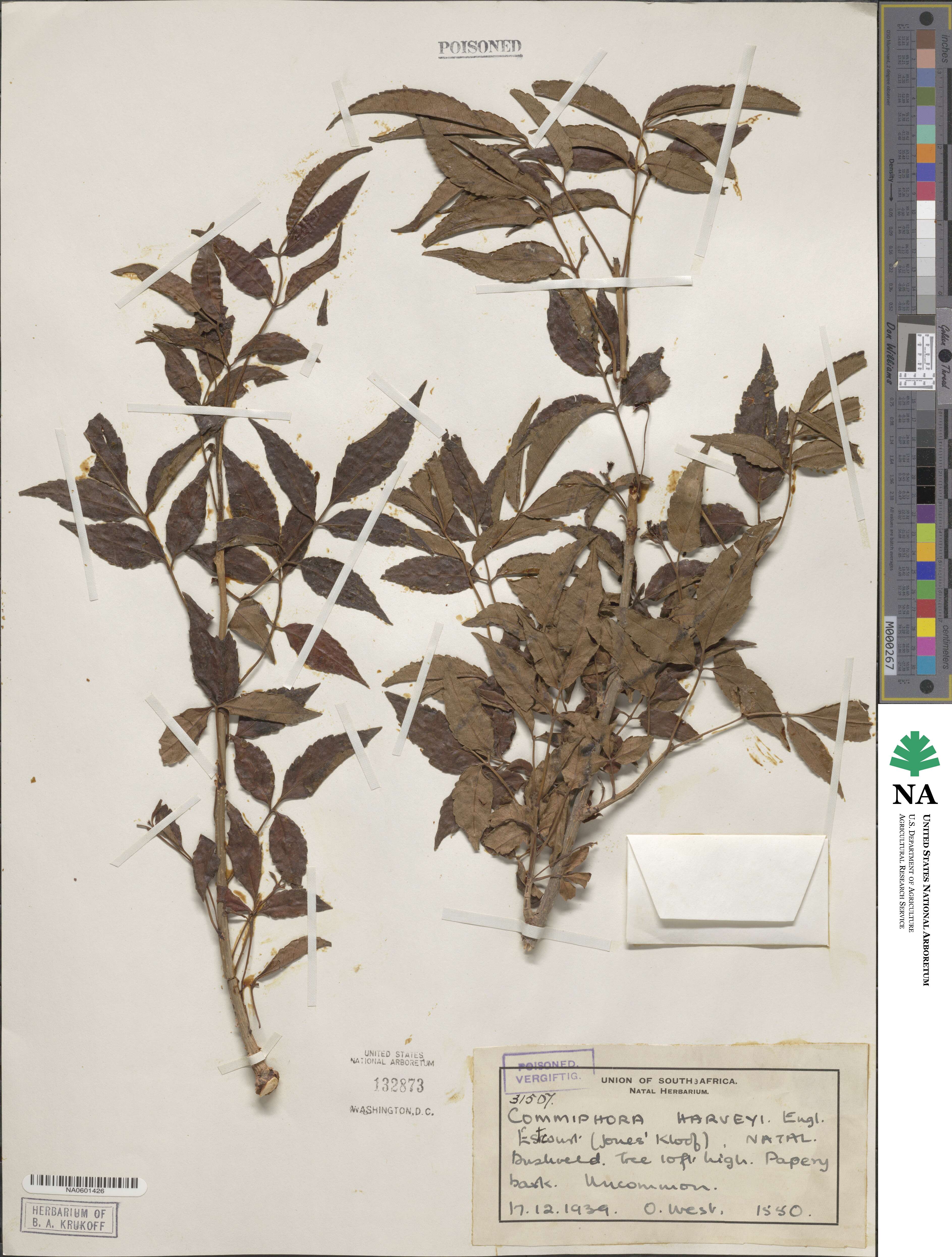 Commiphora harveyi image