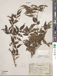 Image of Commiphora harveyi