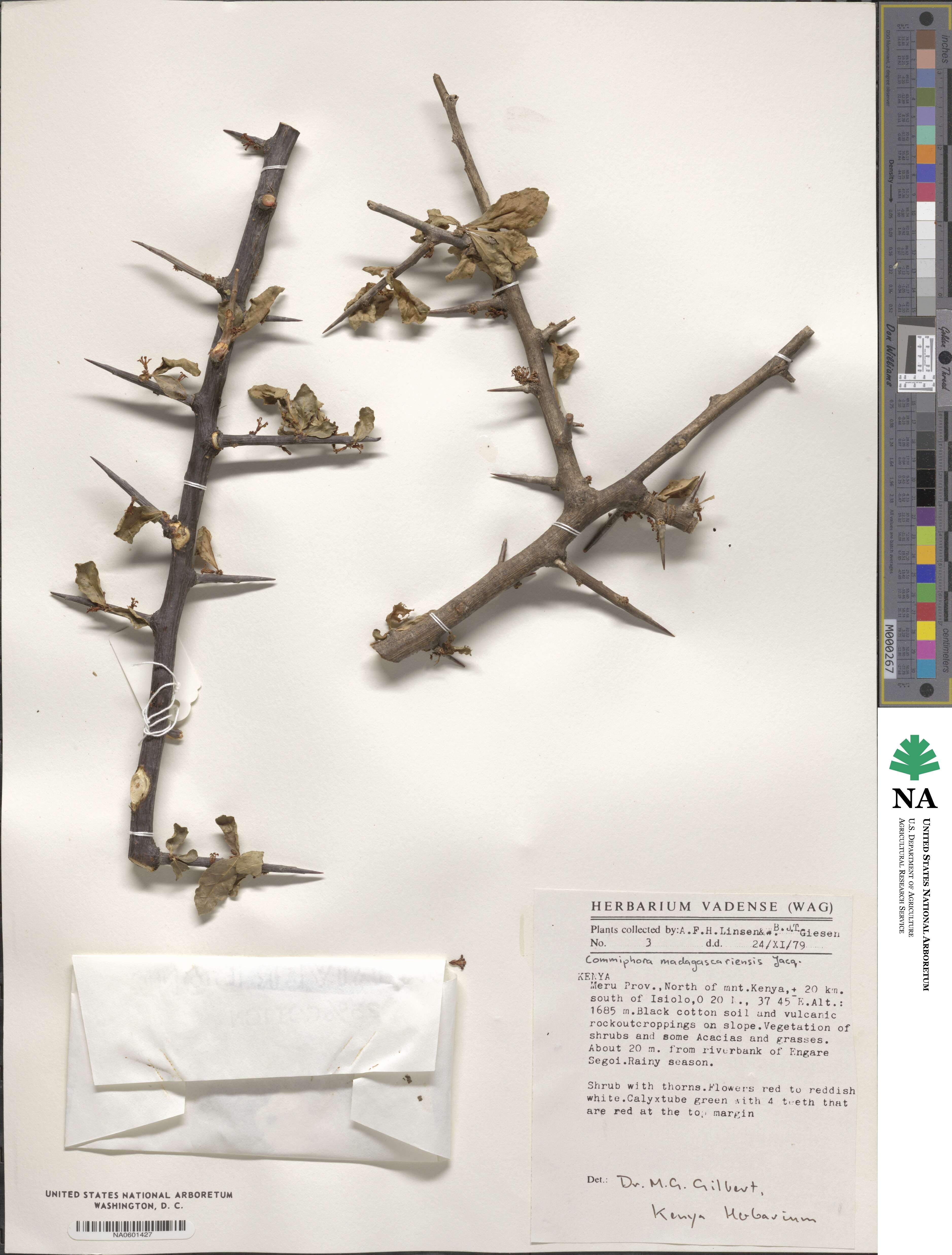 Commiphora madagascariensis image