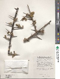 Image of Commiphora madagascariensis