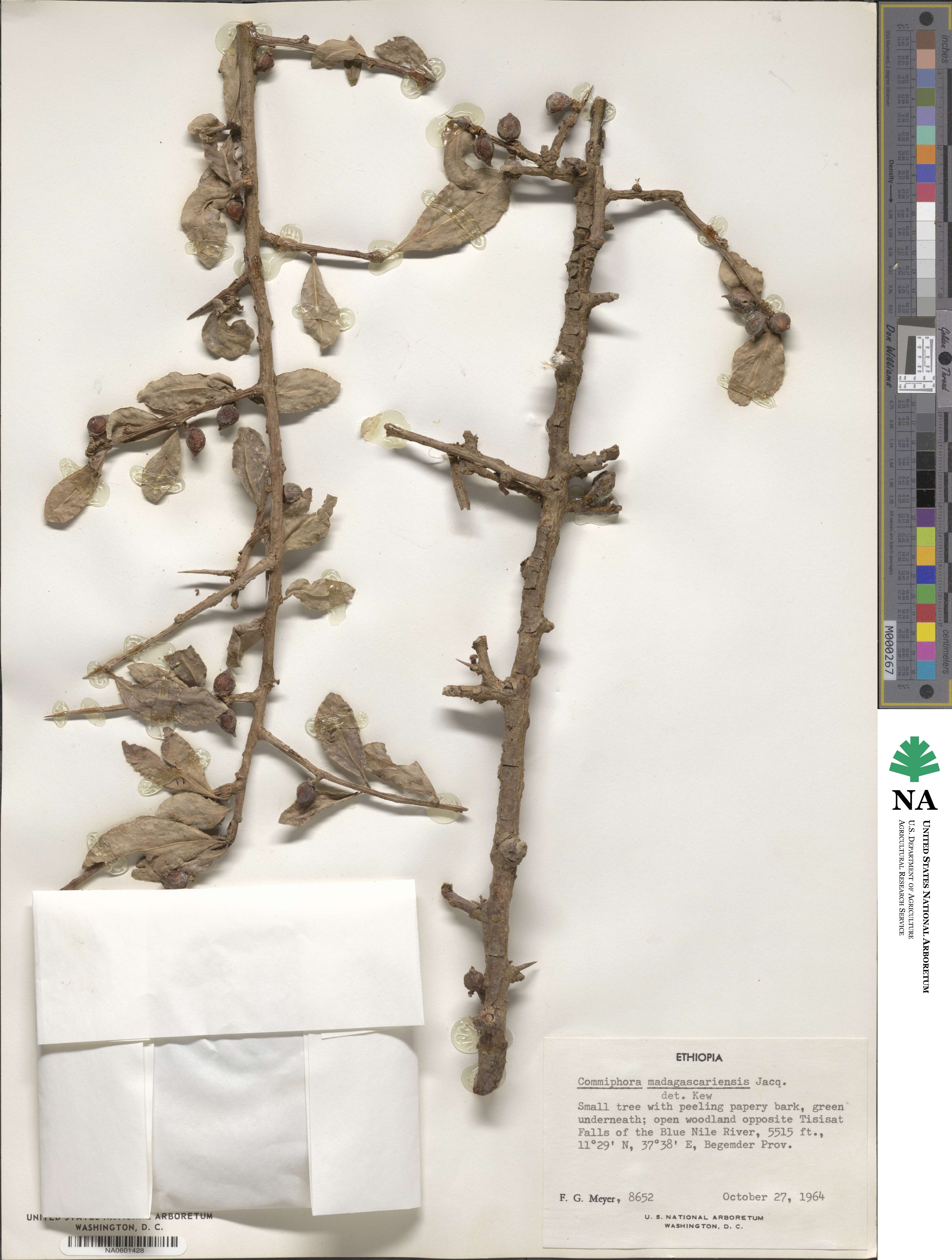 Commiphora madagascariensis image