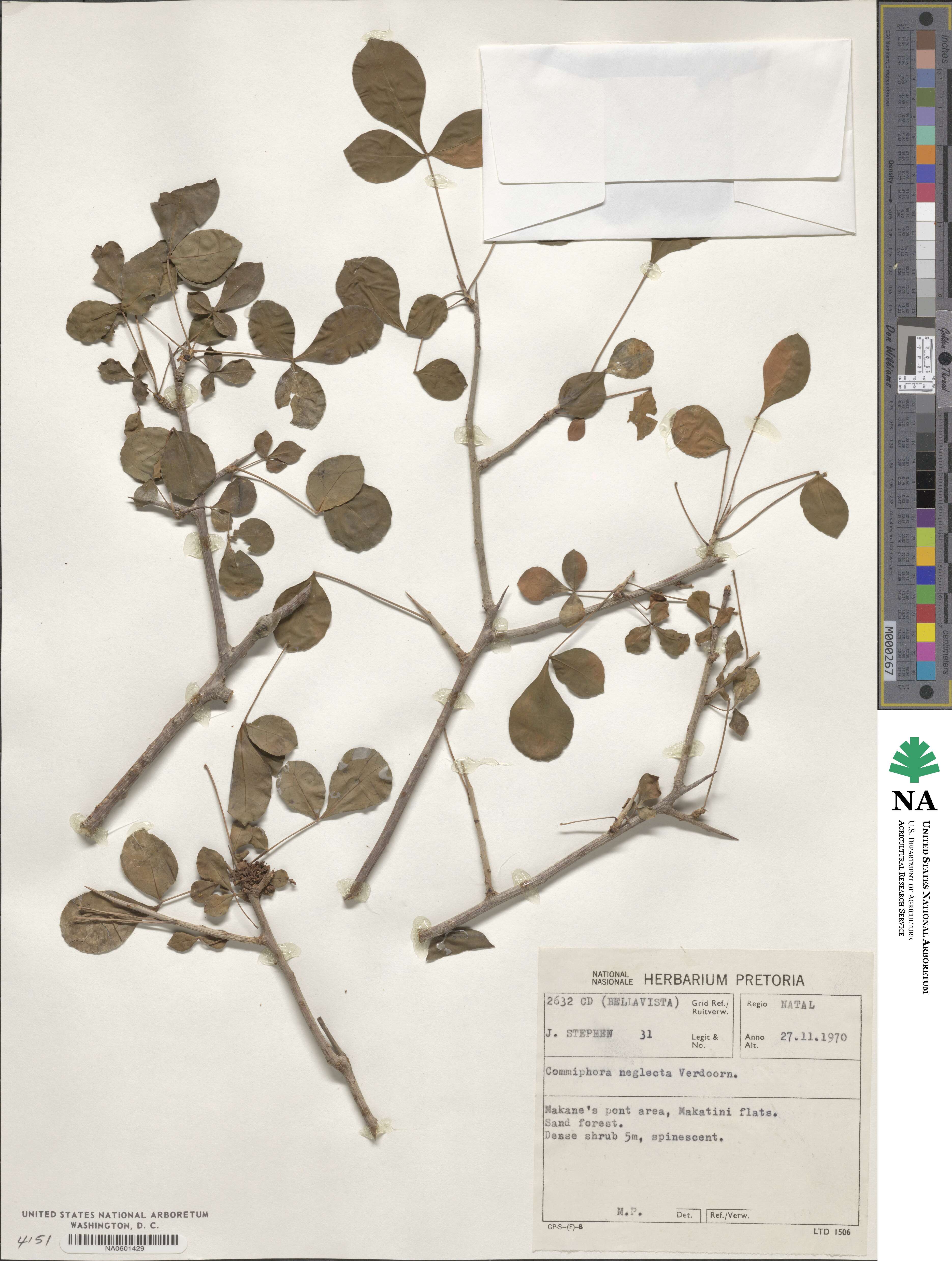 Commiphora neglecta image