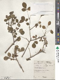 Image of Commiphora neglecta