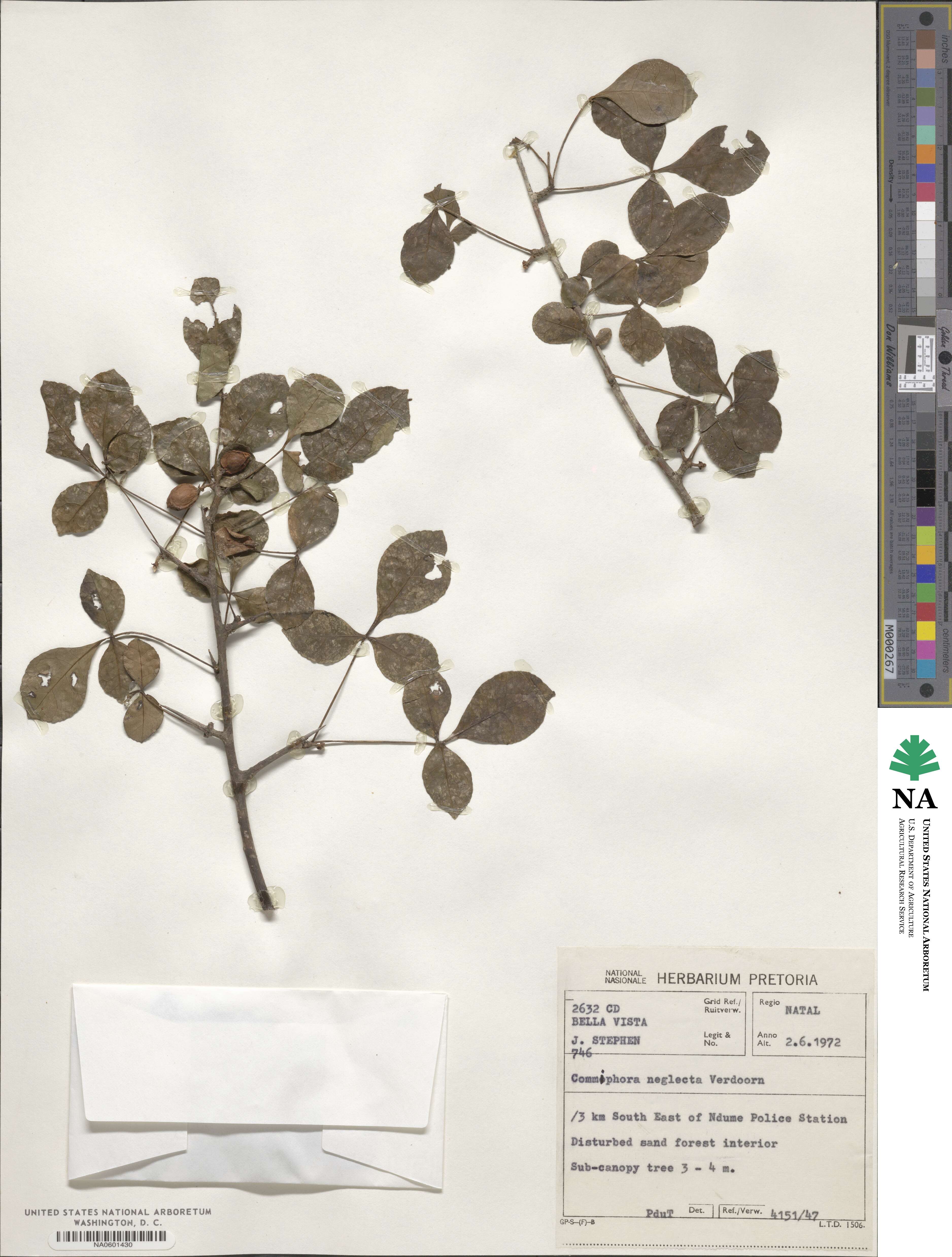 Commiphora neglecta image