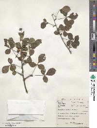 Commiphora neglecta image