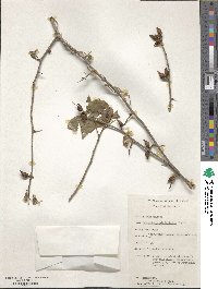 Image of Commiphora pteleifolia