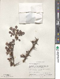 Commiphora schimperi image