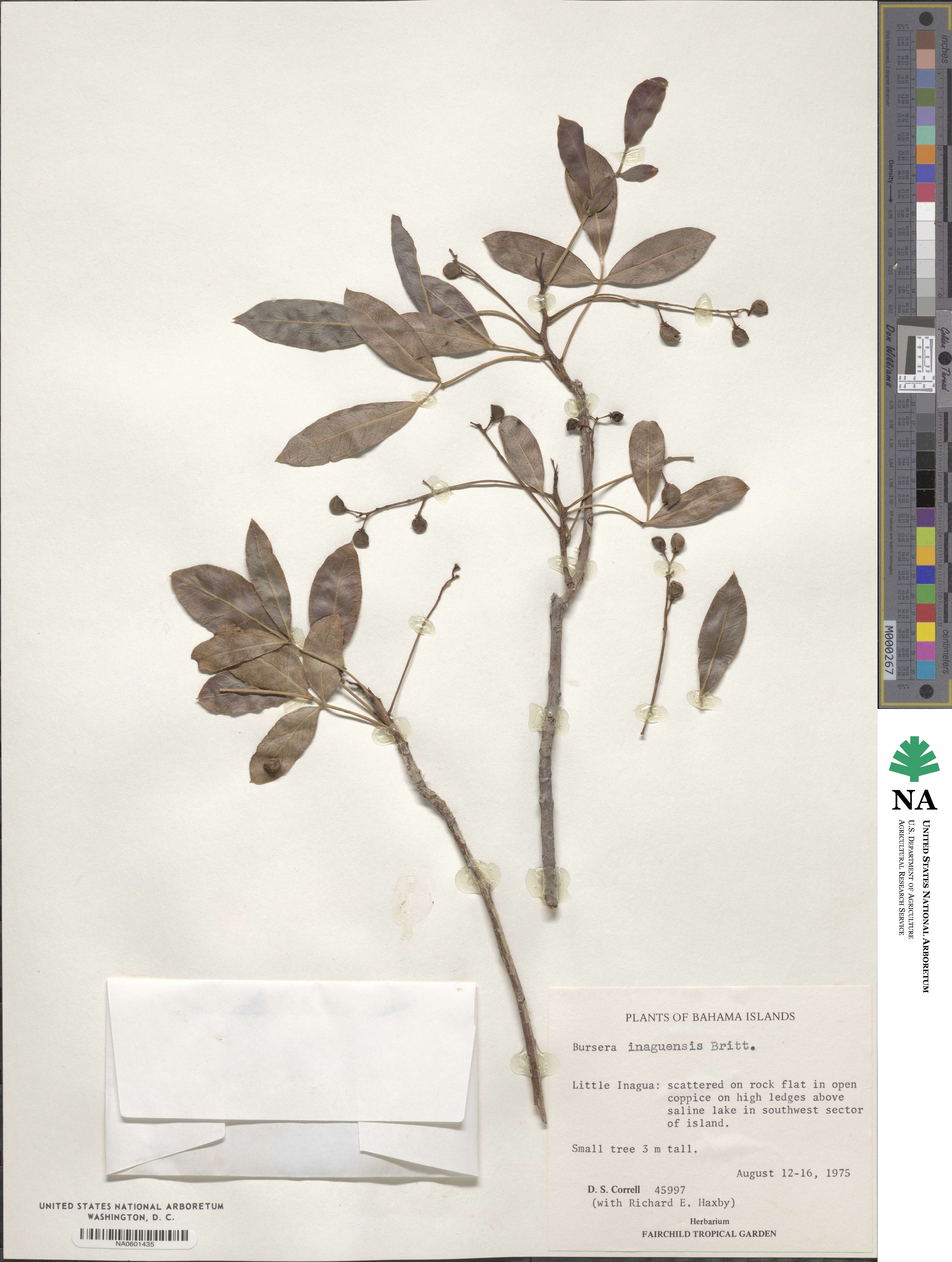 Bursera inaguensis image