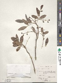 Bursera inaguensis image