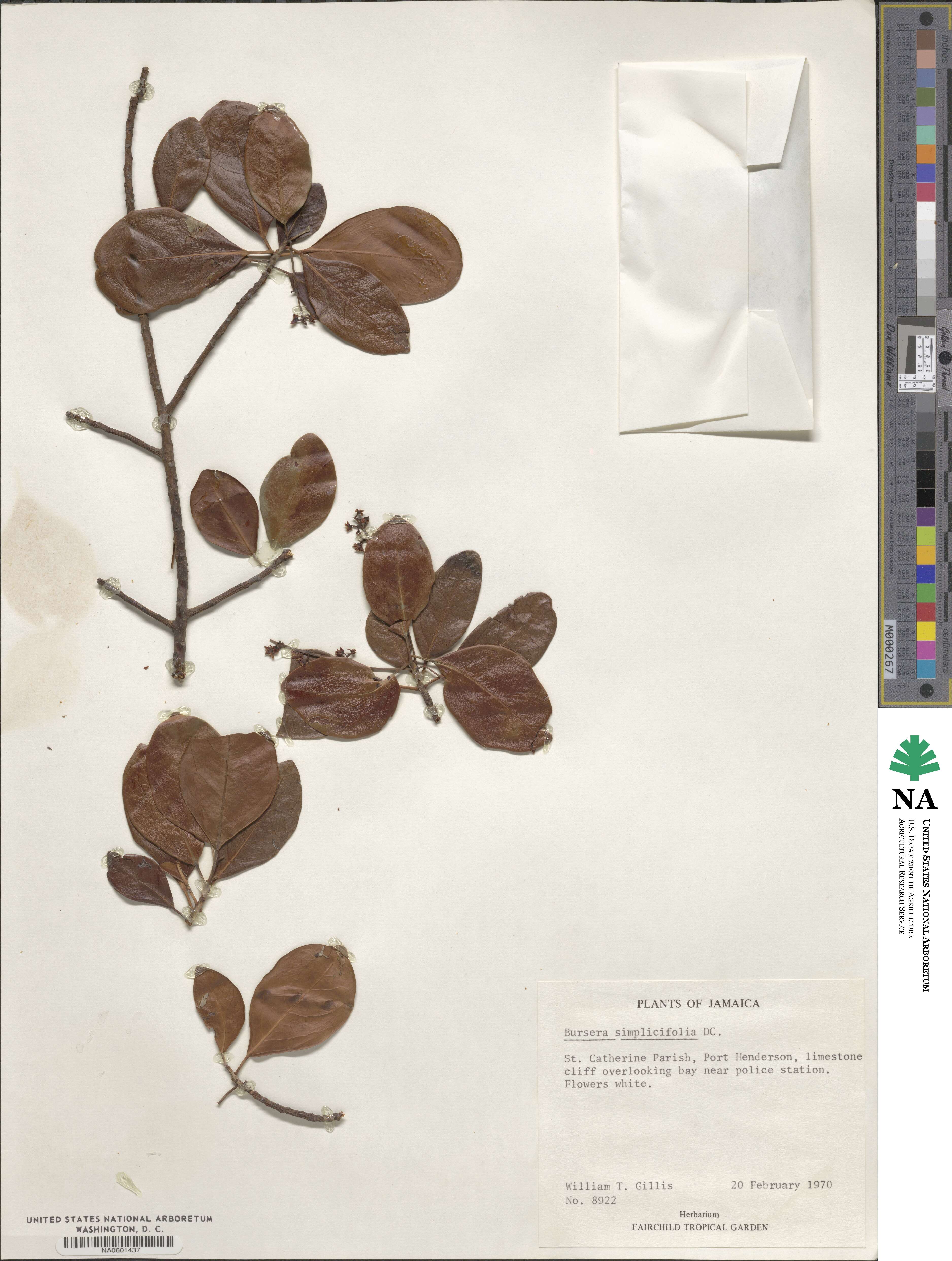 Bursera simaruba image
