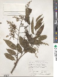 Bursera simaruba image