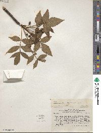 Bursera graveolens image