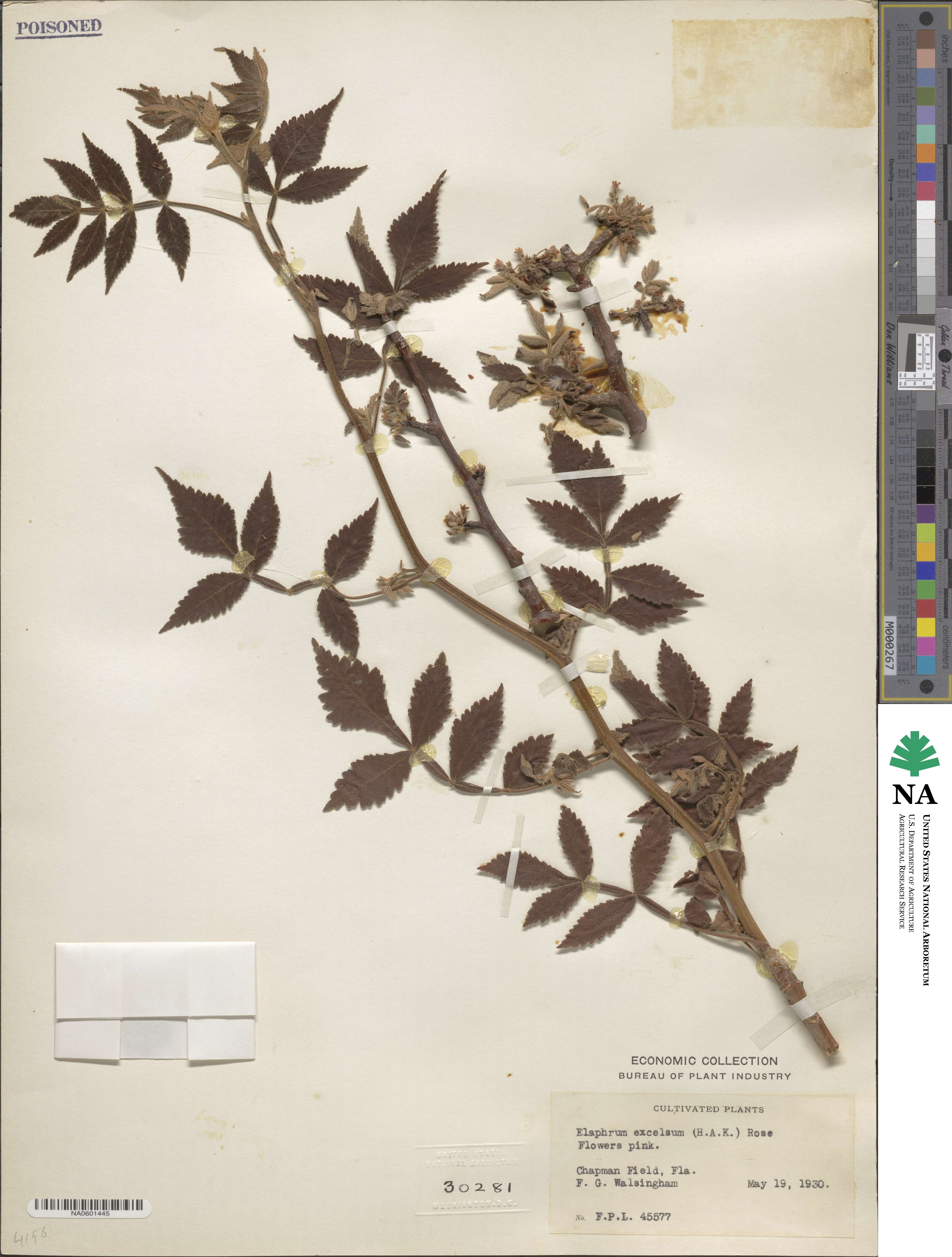 Bursera excelsa image