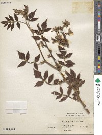 Bursera excelsa image