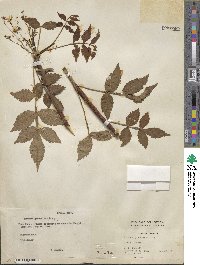 Bursera graveolens image