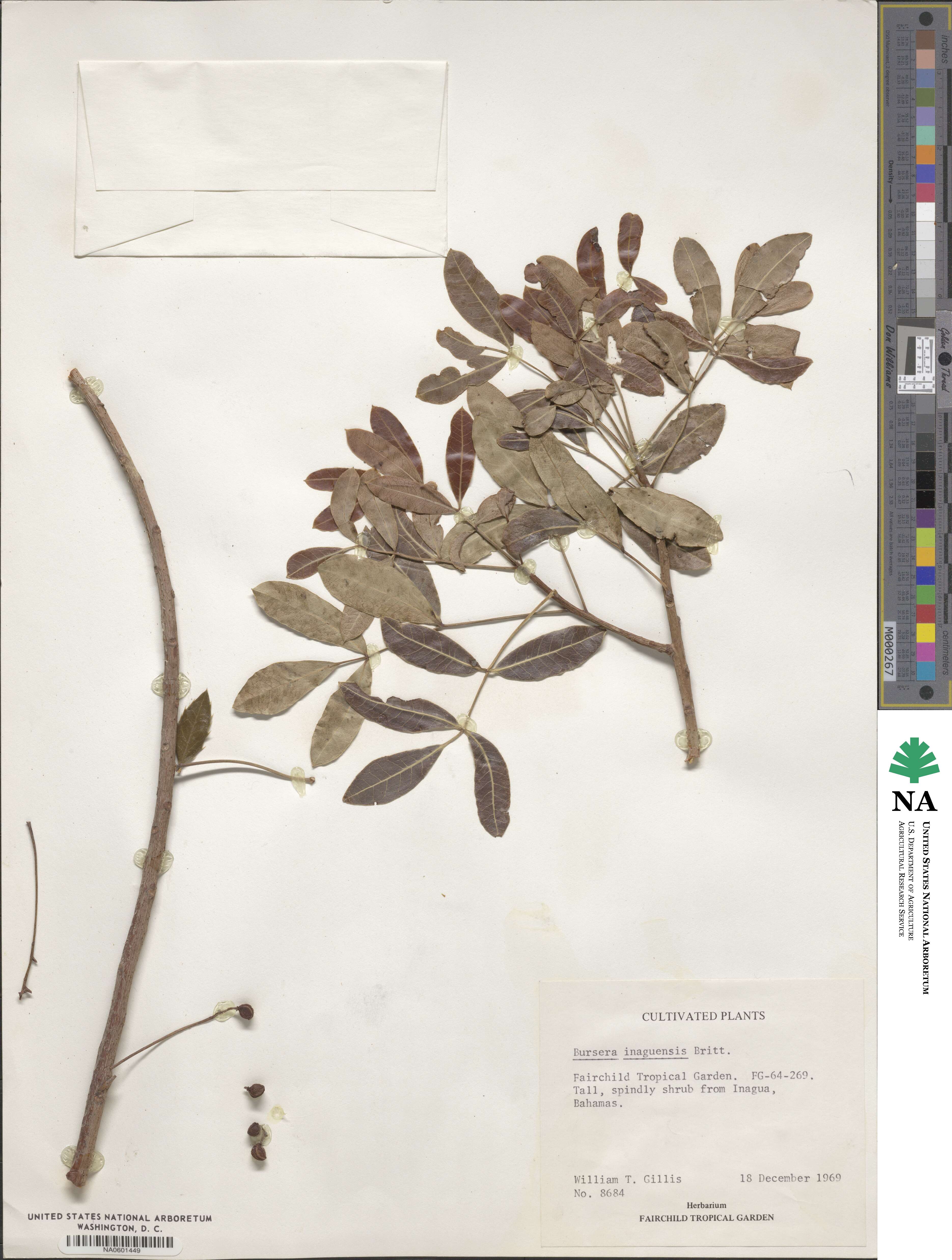 Bursera inaguensis image