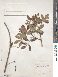 Bursera inaguensis image