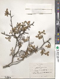 Image of Bursera lancifolia