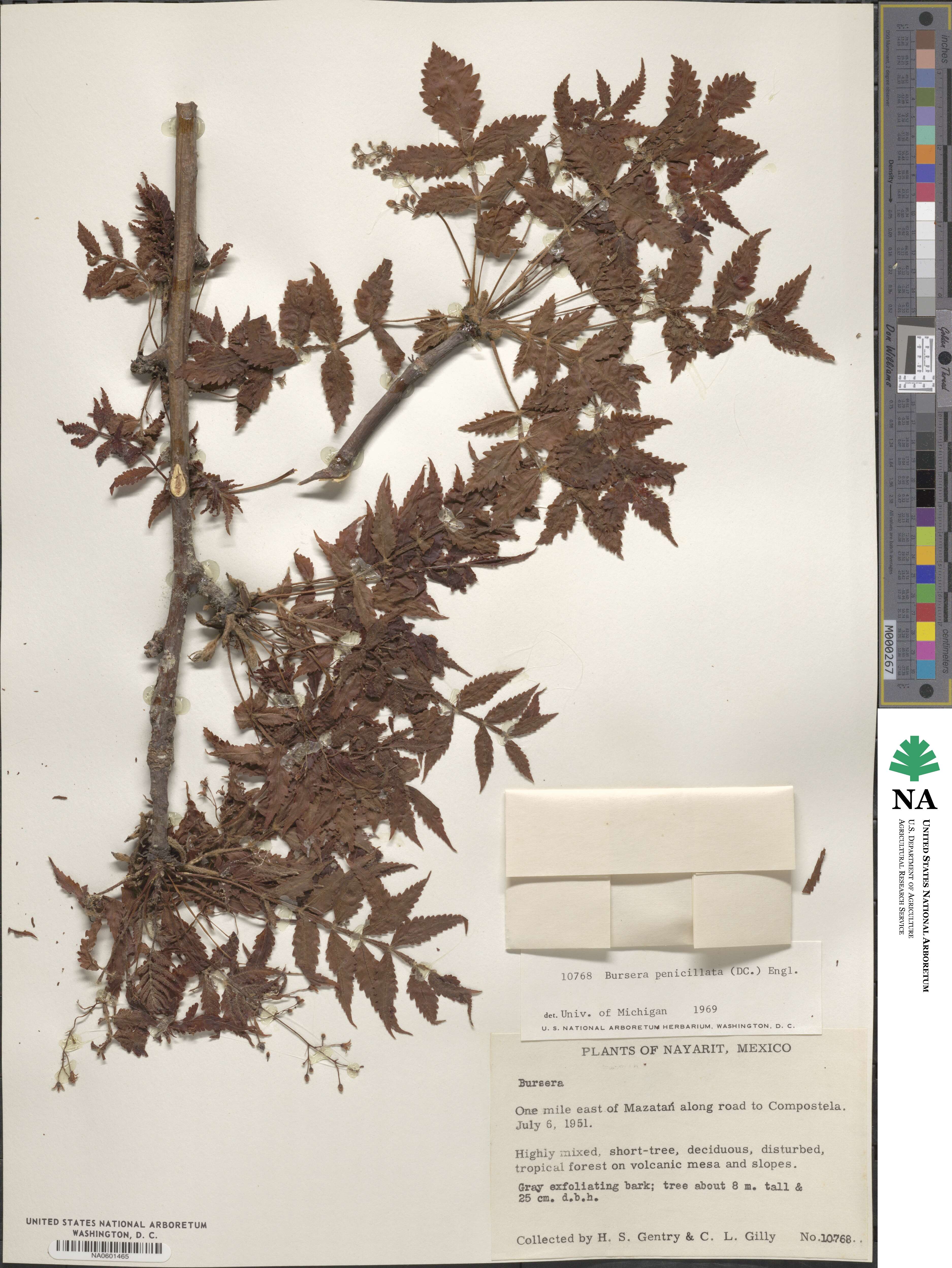 Bursera penicillata image