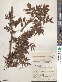 Bursera penicillata image