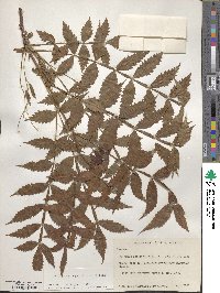 Bursera penicillata image