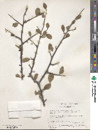 Bursera schlechtendalii image